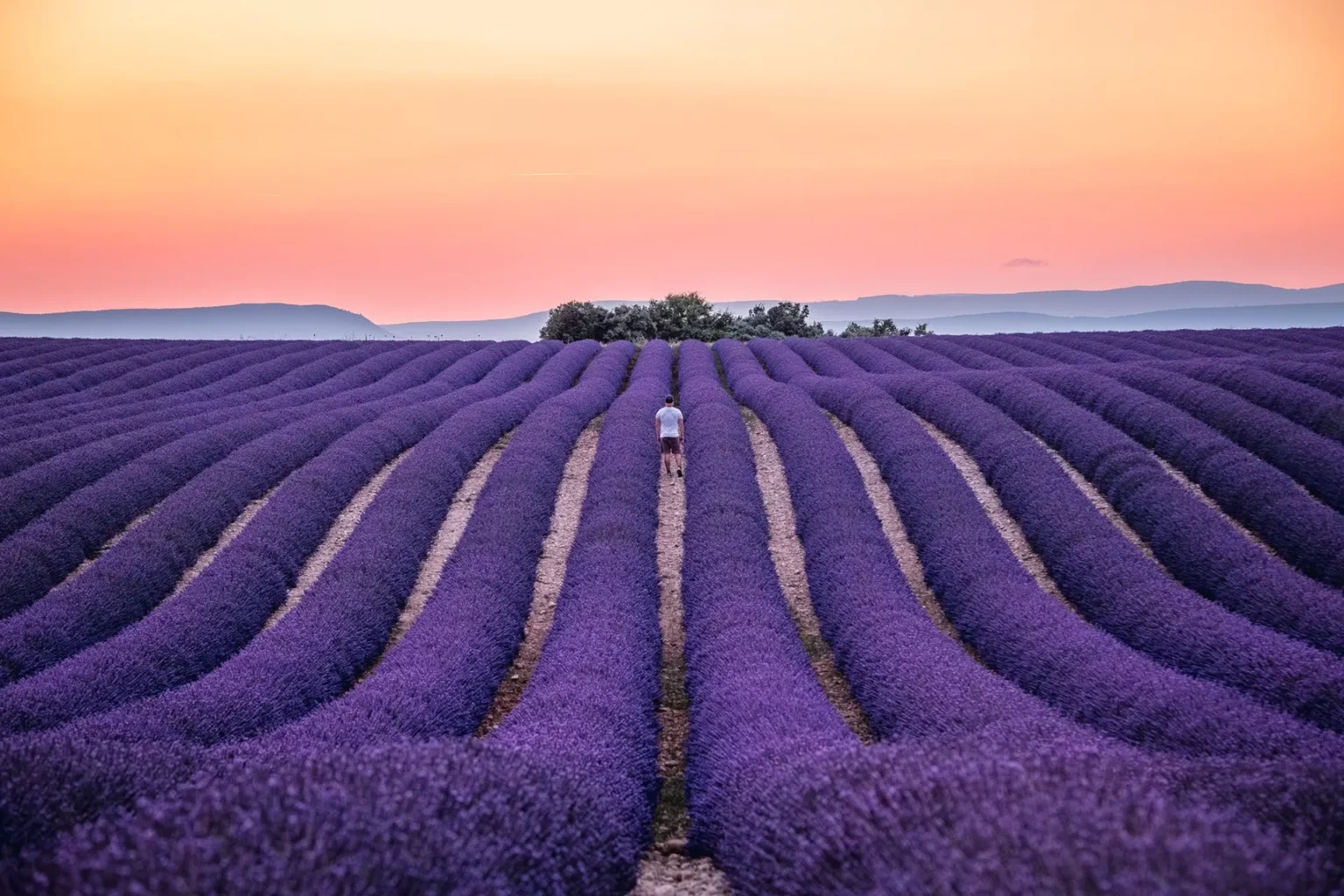 champ-lavande-valensole